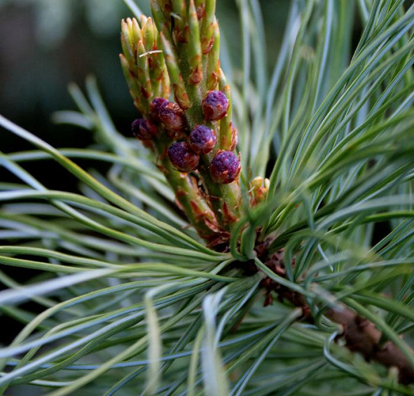 Сосна кедровая стелющаяся (кедровый стланник) 'Глаука'