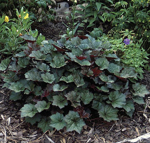 Гейхера мелкоцветковая 'Палас Пурпл'