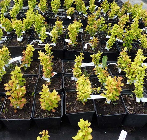 Барбарис вильсона Марианна (Marianne)