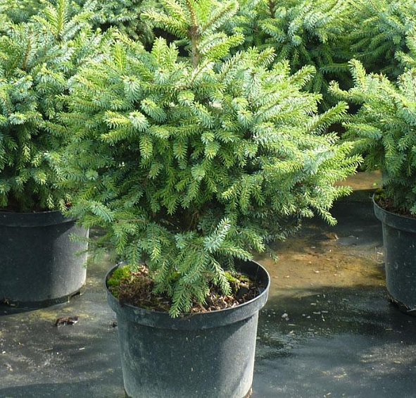 Ель сербская 'Нана'