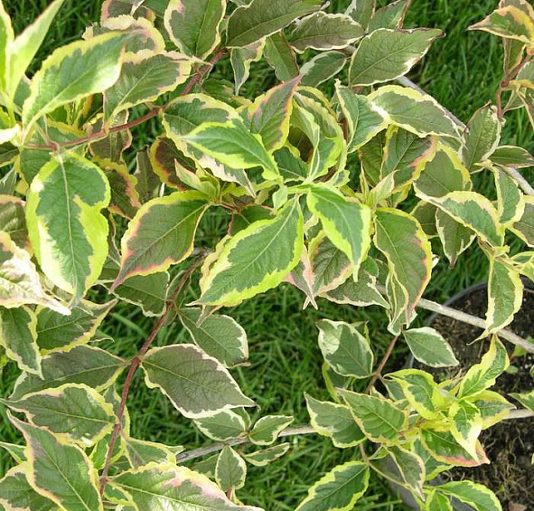 Вейгела 'Нана Вариегата'