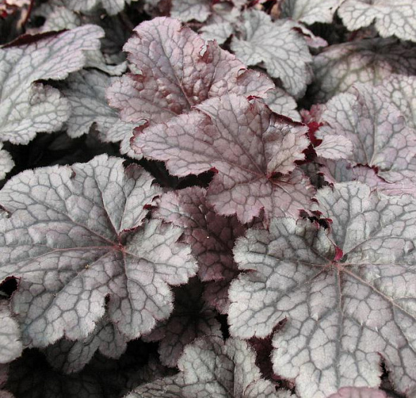 Плюм Пудинг