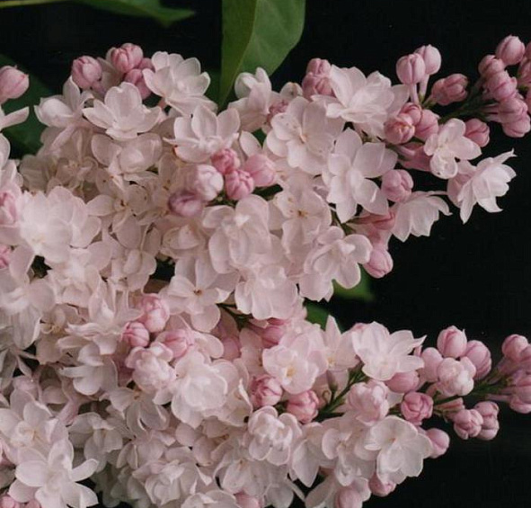 Сирень обыкновенная 'Красавица Москвы' (розово - белая)