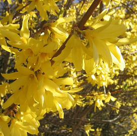 Форзиция промежуточная (средняя) 'Линвуд Голд'