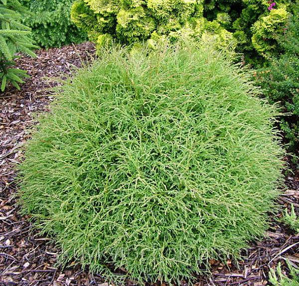 Туя западная 'Мистер Боулинг Болл'