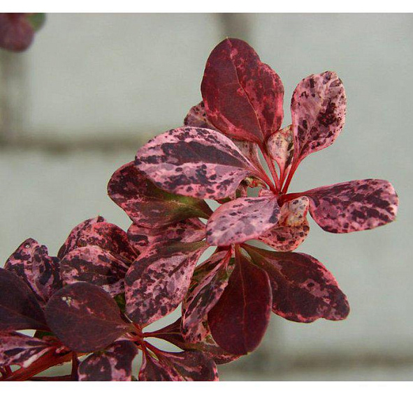Барбарис Тунберга 'Арлекин'