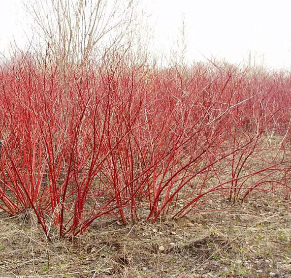 Дерен белый 'Сибирика'