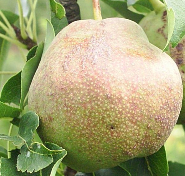 Груша 'Любимица Яковлева'