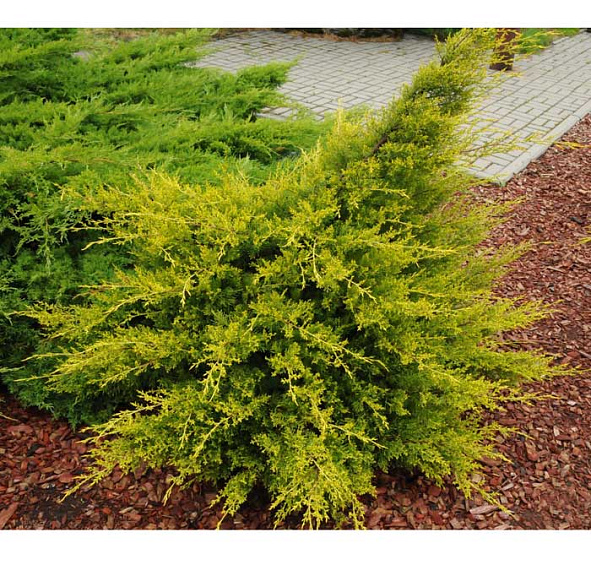 Можжевельник китайский 'Куривао Голд'