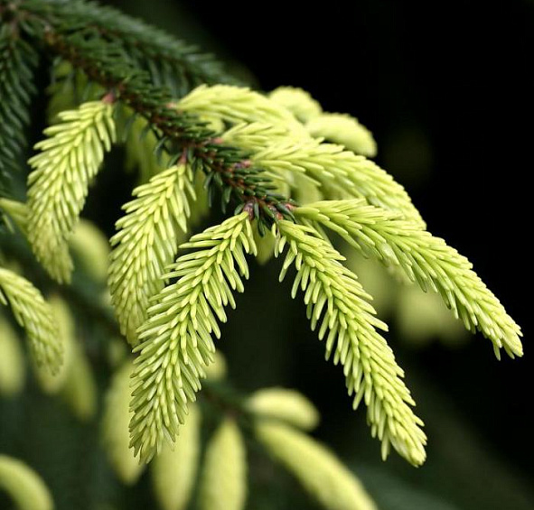 Ель восточная Ауреоспиката (Aureospicata)