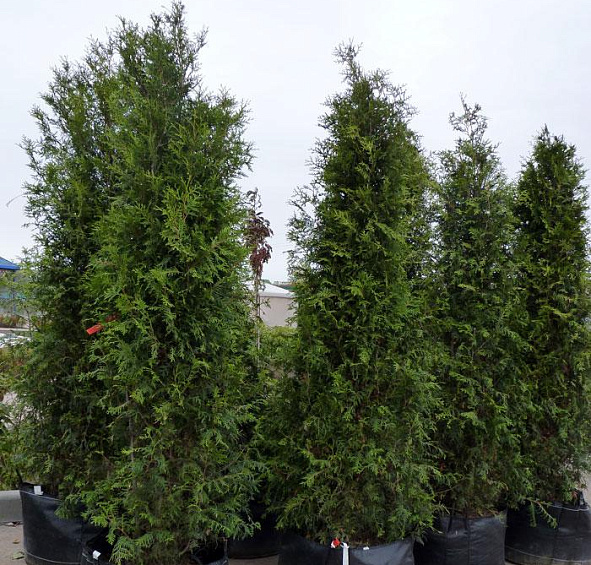 Крупномер туя западная Брабант (Brabant)