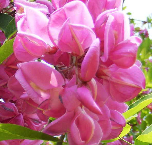 Робиния маргариты Каске Руж