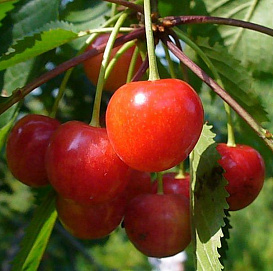 Черешня 'Фатеж'