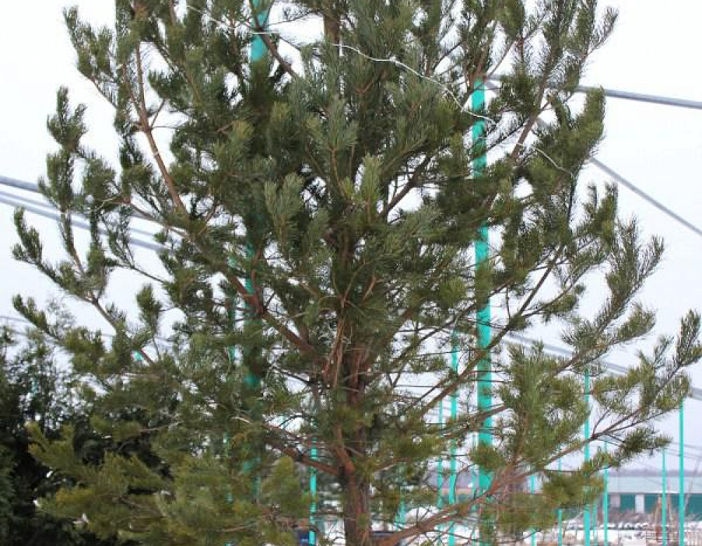 Фотоальбом Хвойные в садовом центре. Ноябрь 2012 Хвойные в садовом центре Южный. Ноябрь 2012