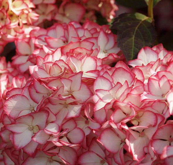 Гортензия крупнолистная 'Мираи'