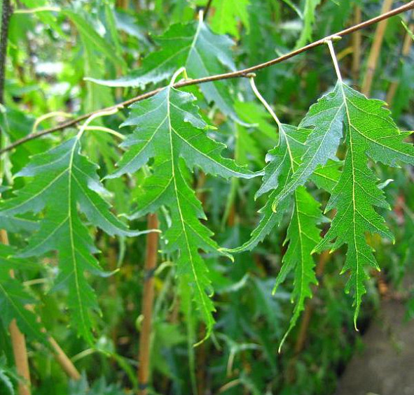 Берёза повислая 'Криспа'