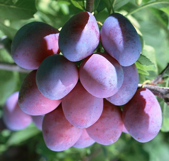 Слива Смолинка