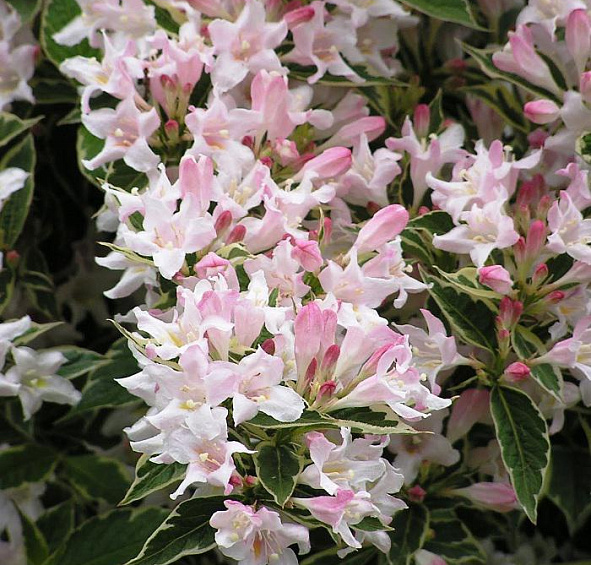 Вейгела раннецветущая 'Сплендид'