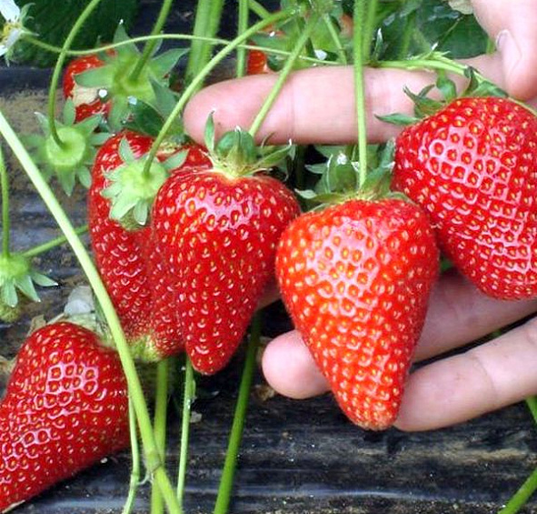 Земляника (клубника) 'Азия'