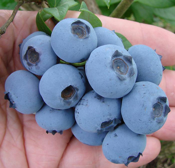 Голубика высокорослая 'Спартан'