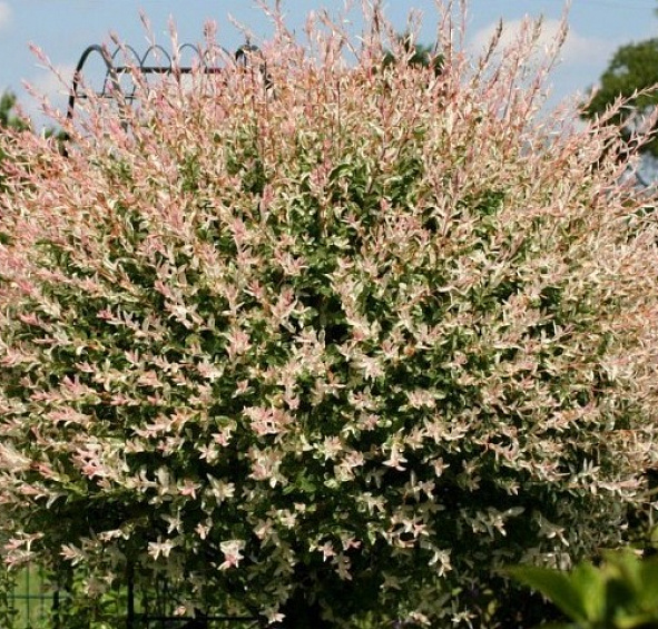 Ива цельнолистная 'Фламинго'