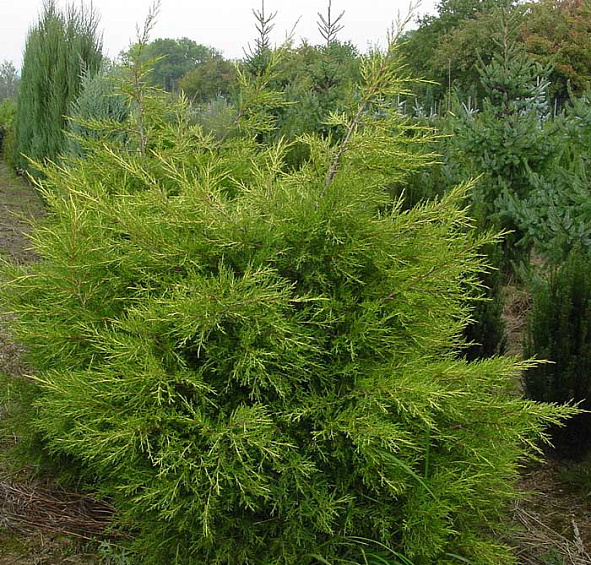 Можжевельник китайский 'Куривао Голд'