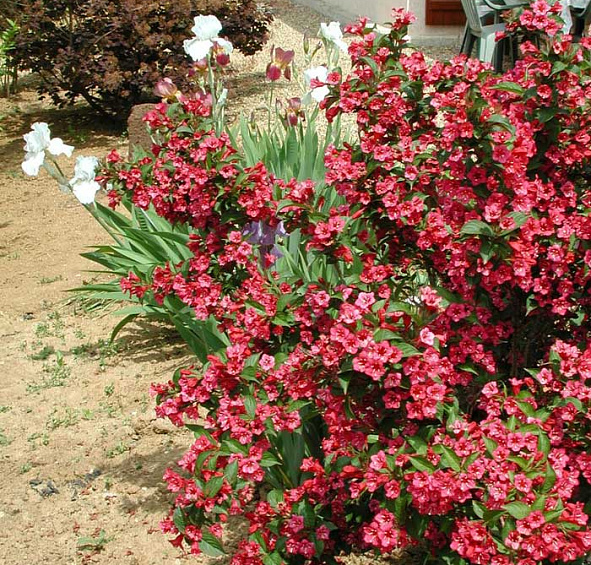 Вейгела цветущая 'Бристоль Руби'