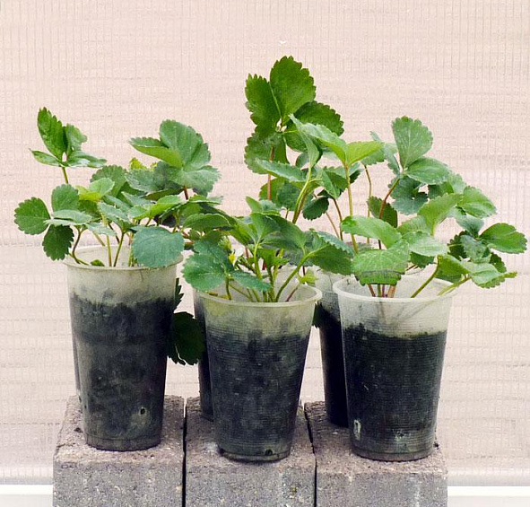 Земляника садовая (клубника) Витязь