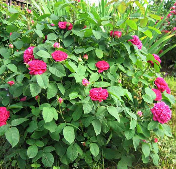 Роза Роза де Решт (Rose de Resht)