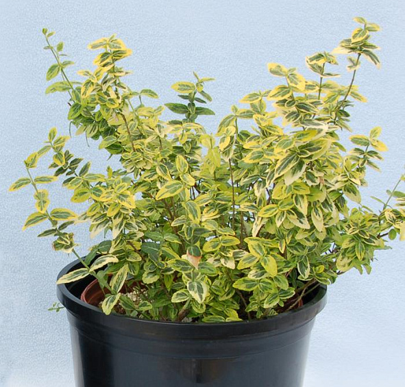 Бересклет Форчуна 'Эмеральд Голд'