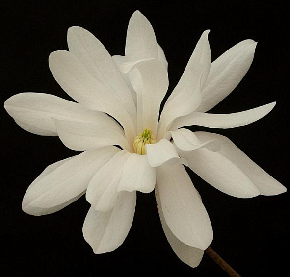 Магнолия звёздчатая 'Розеа'