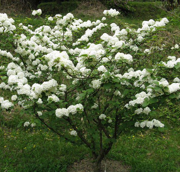 Калина складчатая