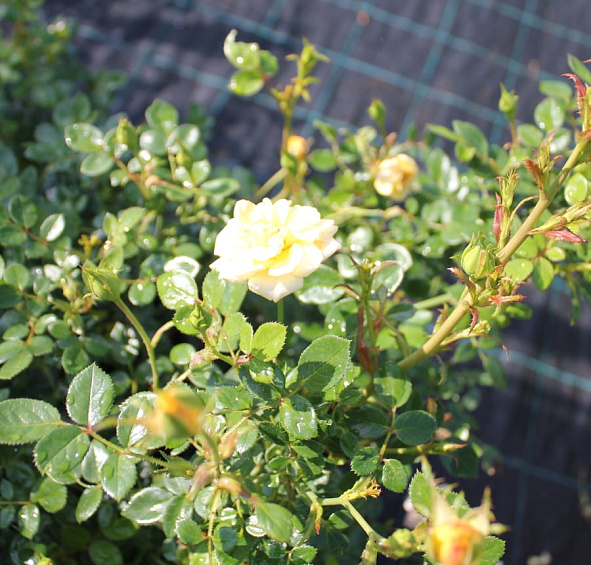 Роза 'Йеллоу Фэйри' (флорибунда, миниатюрная, почвопокровная) (желтая)