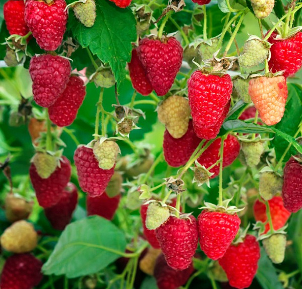 Малина 'Рубиновое ожерелье'