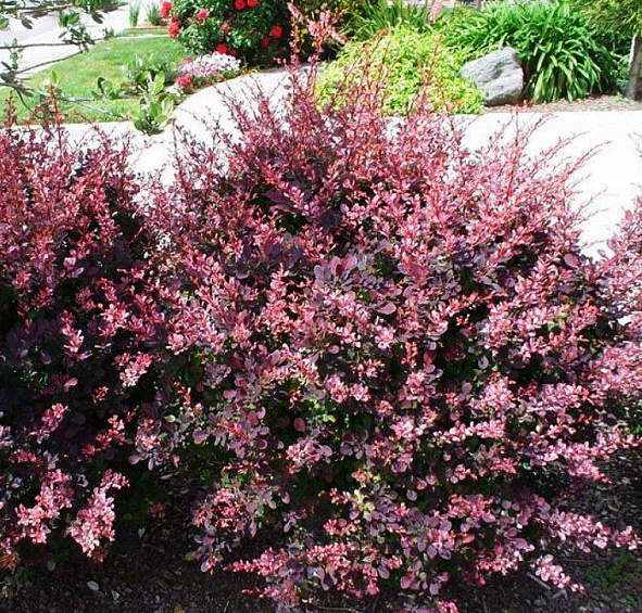 Барбарис Тунберга 'Роуз Глоу'