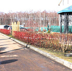 Фотоальбом Апрель в садовом центре (2012 г) Живая изгородь