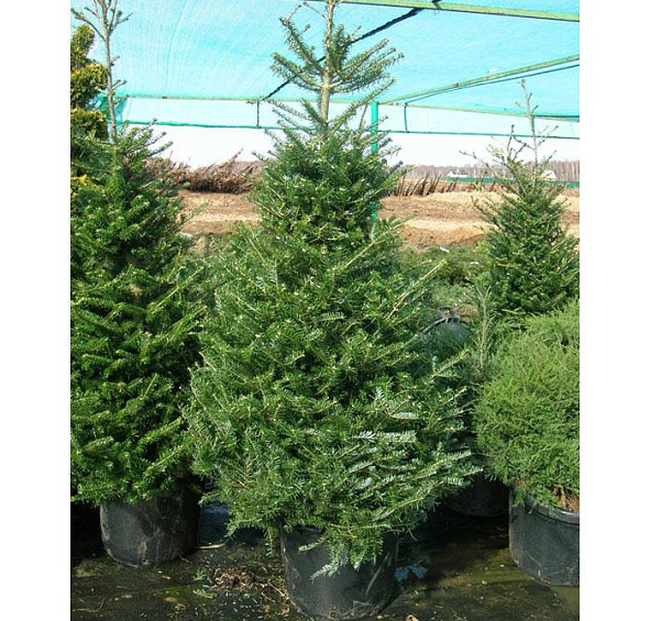 Пихта корейская