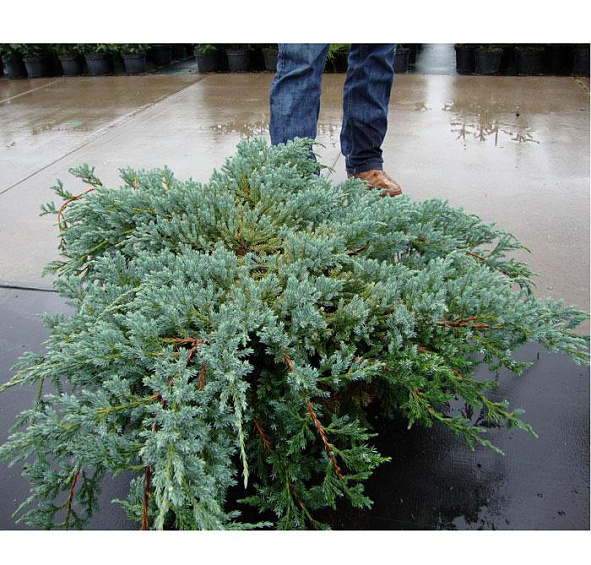 Можжевельник чешуйчатый 'Блу Карпет'