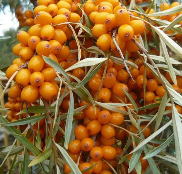 Облепиха Золотой початок