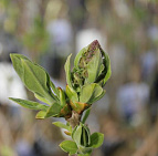 Фотоальбом Апрель в садовом центре (2012 г) Цветочные почки сирени