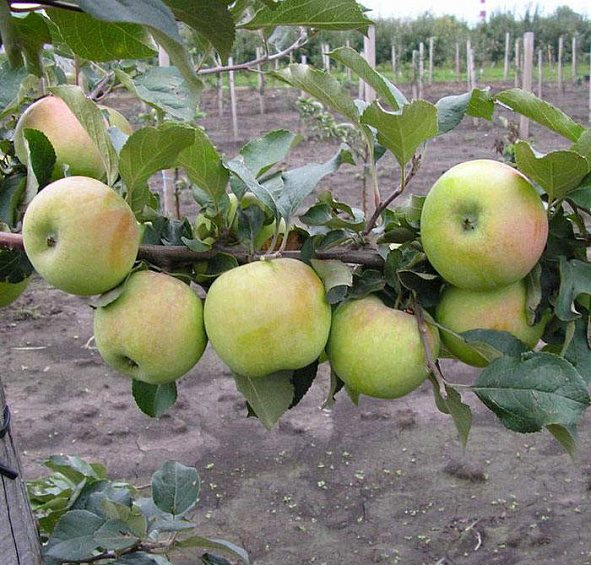 Яблоня домашняя 'Северный Синап'