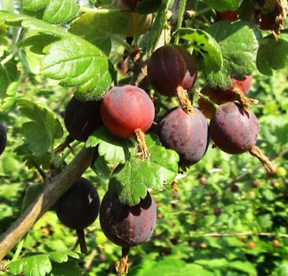 Крыжовник 'Северный капитан'