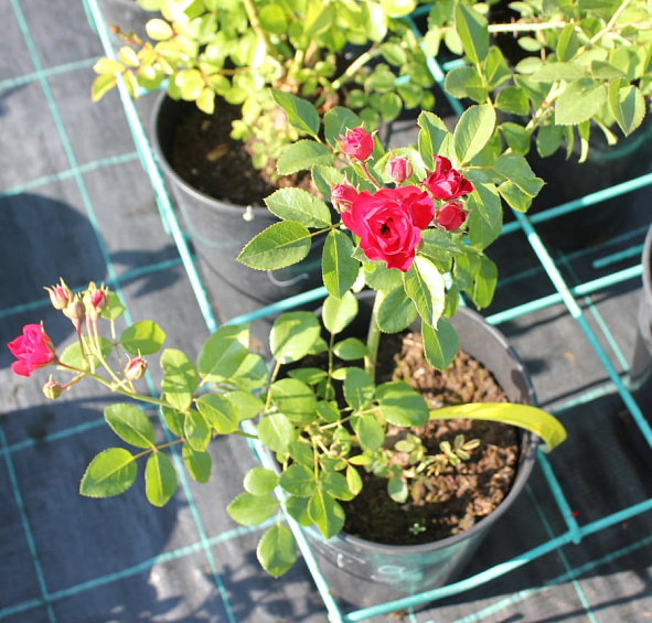 Роза 'Фиона' (почвопокровная) (красная)