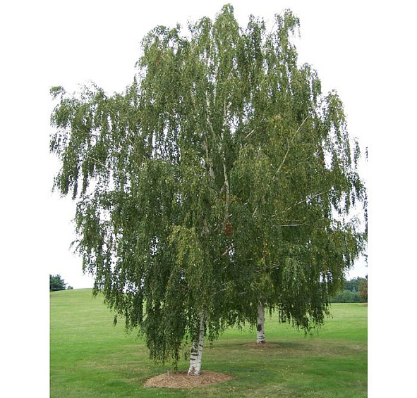 Береза бумажная