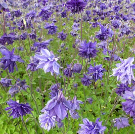 Аквилегия гибридная (водосбор) 'МакКаны Барлоу Блю'