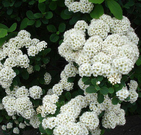 Спирея японская 'Альбифлора'