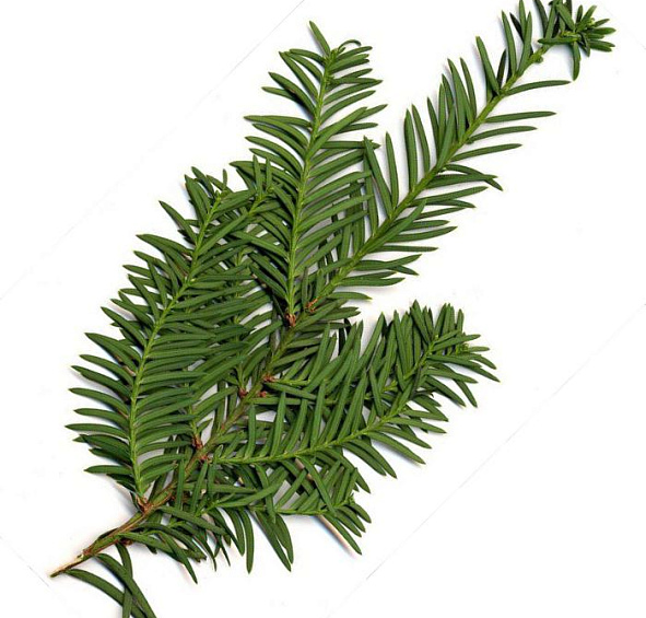 Тис ягодный (Taxus baccata)