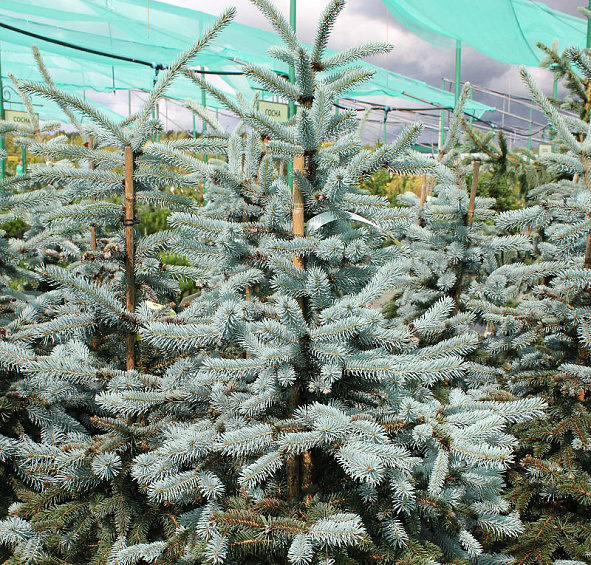 Ель колючая 'Эрих Фрам'