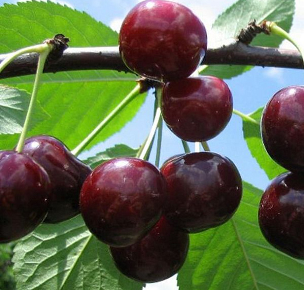 Вишня Кентская