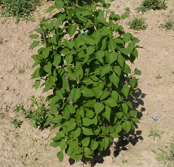 Сирень обыкновенная 'Людвиг Шпет' (фиолетово - розовая)